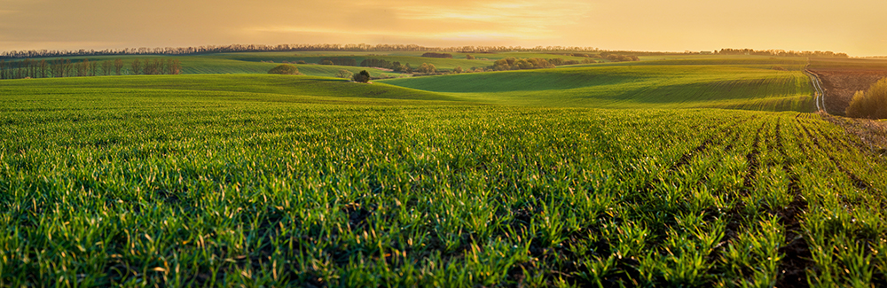 MO Ag Law & Foreign Ownership of Land green sprouts of wheat or rye on the hilly terrain of the agricultural field