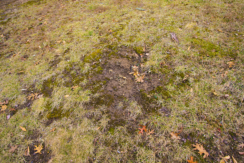 There is a really ugly patch of the lawn I can't seem to get anything to grow on