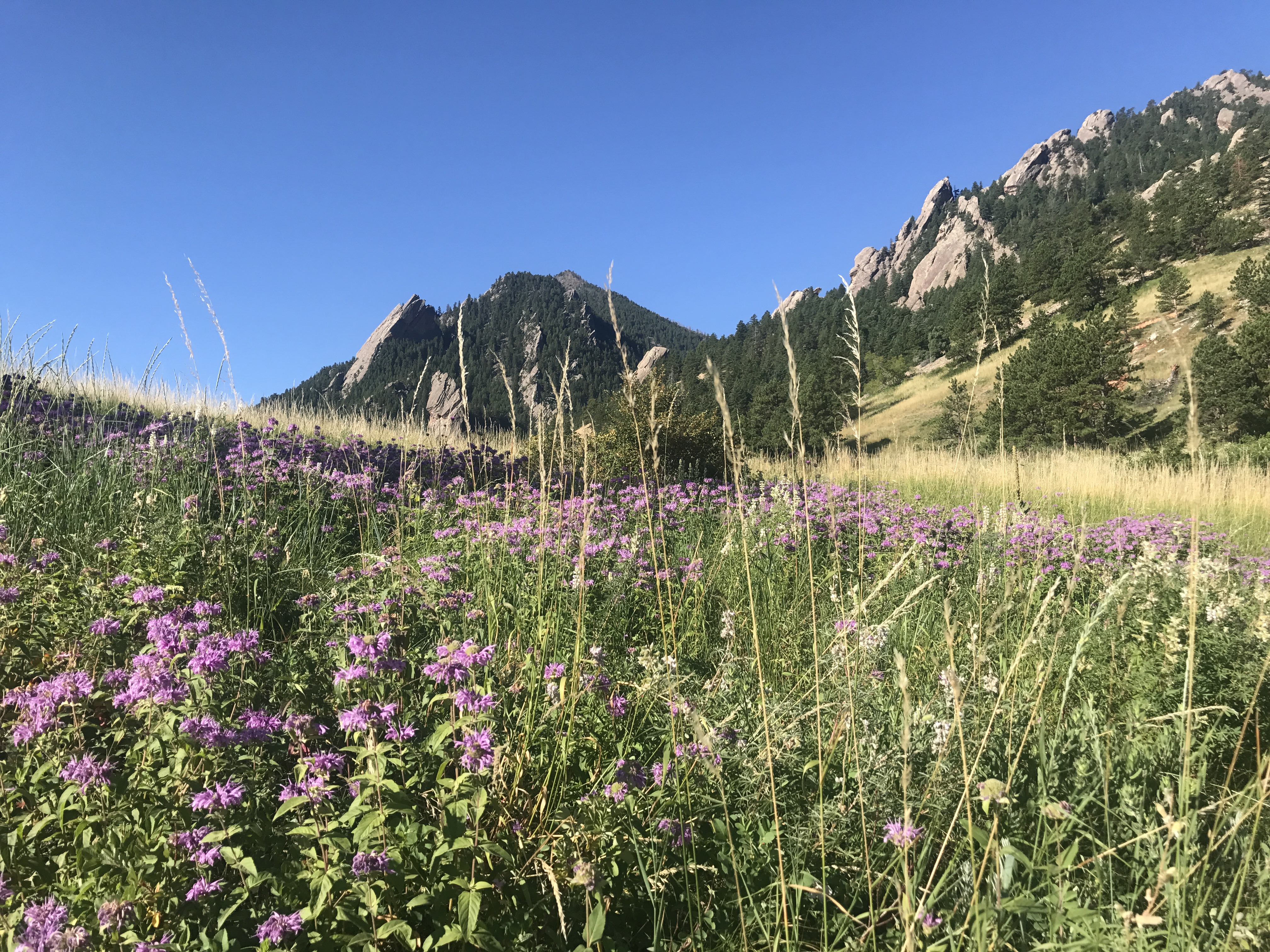 ESS Faculty Community