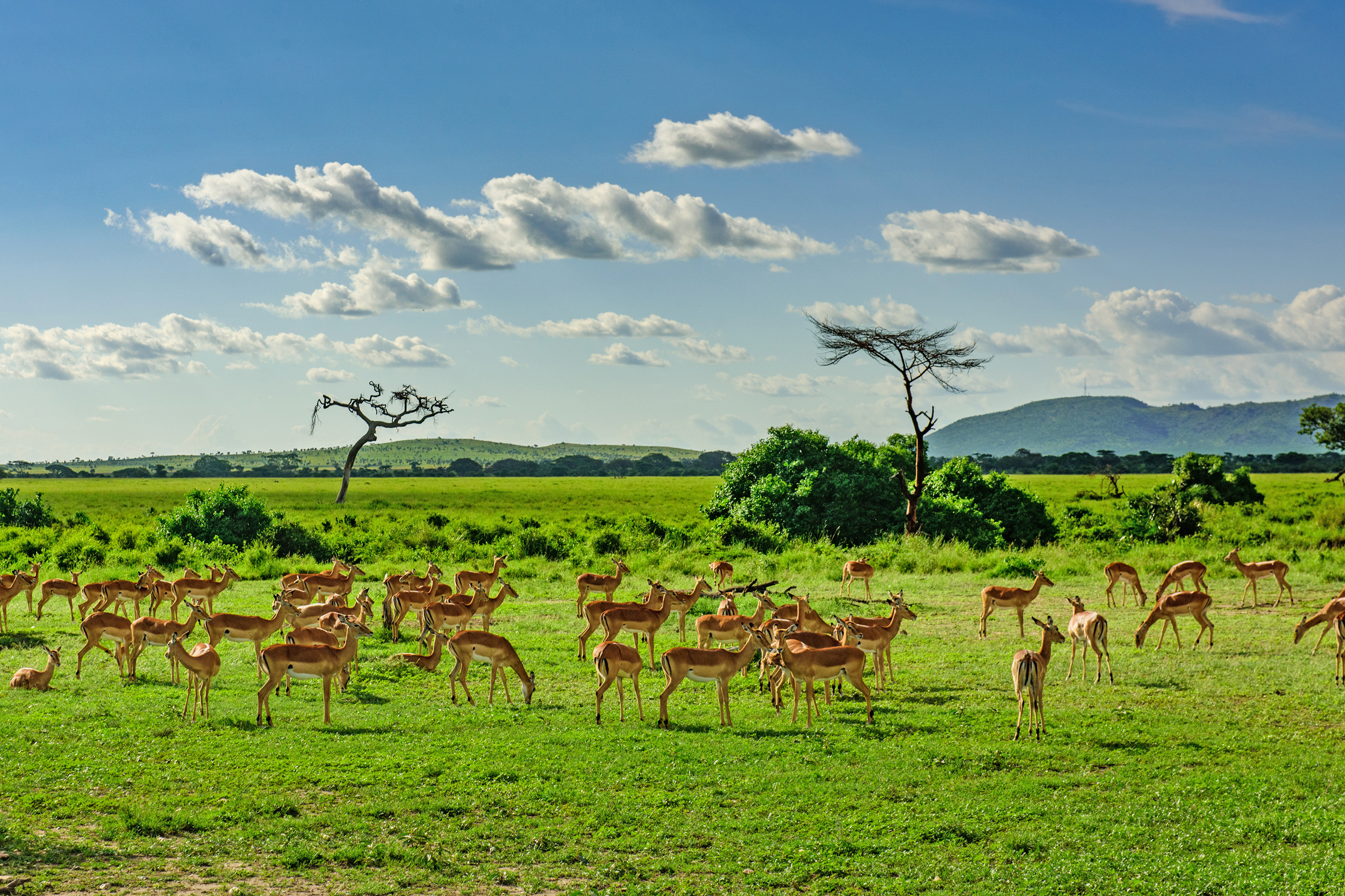 Tanzania Safari