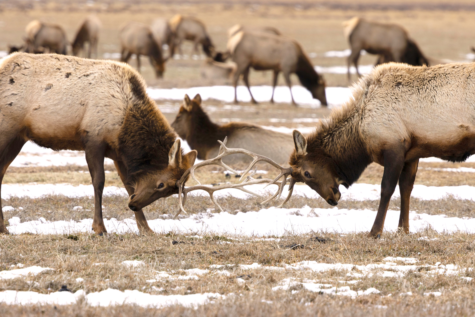 Snowy Yellowstone landscape