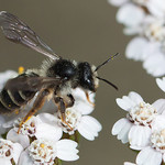 Mining Bee