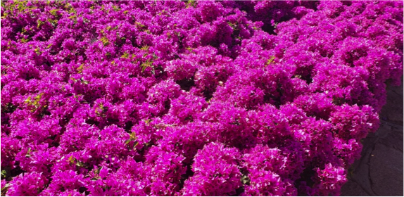 pinkflowers.png