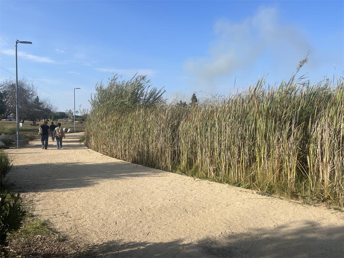Plant life surrounding the lake provides final polishing of the incoming water.