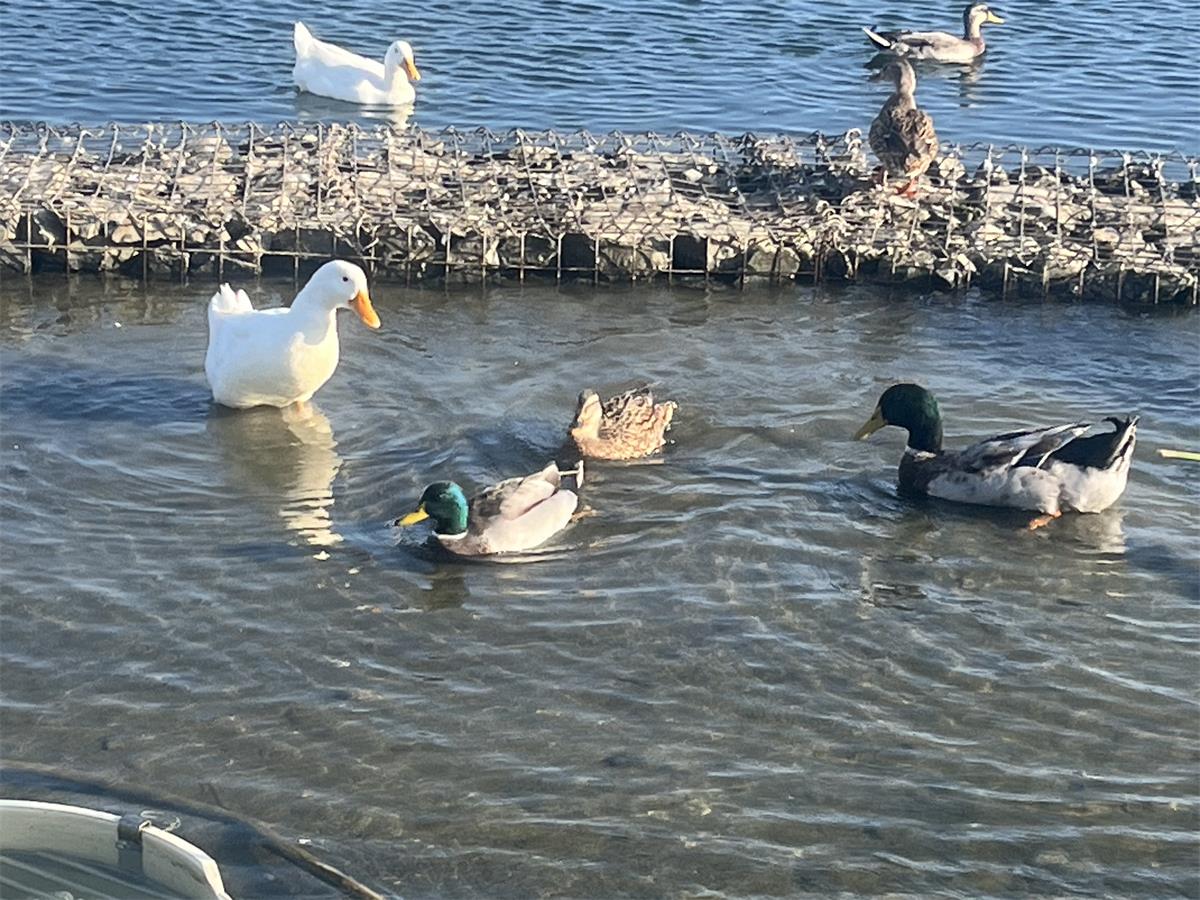 Some of the local residents of the lakes.