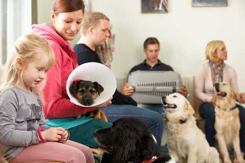 Veterinary waiting room with pet owners and dogs