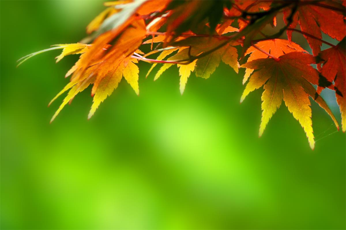 Changing Seasons Changing Seasons